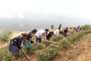 Lai Châu: Phát huy tiềm năng, lợi thế để phát triển kinh tế